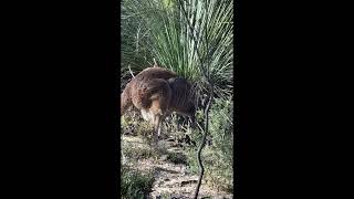 Kangaroos blocking my path [upl. by Dihgirb]