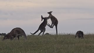 Kangaroos having a scuffle [upl. by Thaddus]