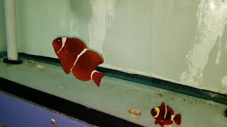 Maroon Clownfish 389  Bali [upl. by Sybil860]