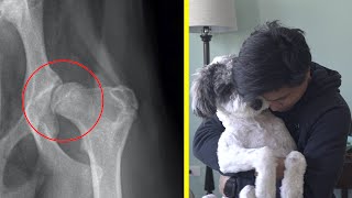 My Puppy Has Hip Dysplasia8 Months Old [upl. by Oona]