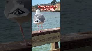 shorts Spotted one foot Seagull capitola fishing [upl. by Amahcen760]