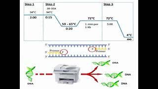 Typical PCR Programs [upl. by Akienaj541]