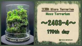 Moss Terrarium ～24034～ Long Ver コケリウム terrarium 苔テラリウム 苔 moss [upl. by Lybis]