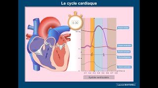 Les étapes du cycle cardiaque [upl. by Aeila756]