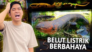 PENEMUAN BELUT LISTRIK RAKSASA PALING BERBAHAYA REPTILNYA LENGKAP BATU SECRET ZOO 2024 PART2 [upl. by Ahsir782]