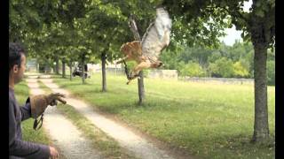 Fauconnerie équestreLes rapaces en action à léquipage des Trois Trèfles [upl. by Littman]