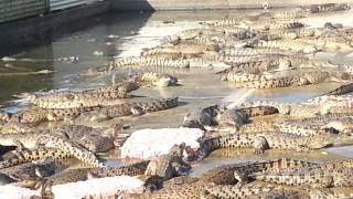 Crocodile farm cairns [upl. by Biddy690]