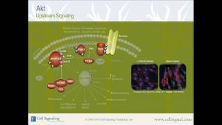 PI3K  Akt Upstream Signaling from Cell Signaling Technology Inc [upl. by Noirod10]