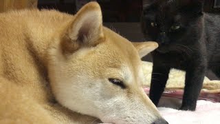 猫のスンスンに耐えきれなかった柴犬 Cat sniffing dogs smell persistently [upl. by Jodi]