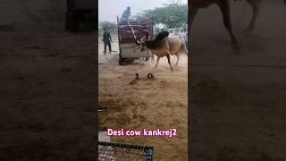 Raiyo agressive kankrej bull hodka baani pashu mela 2024 kutchcow kankrejcow kankrej [upl. by Mosi212]