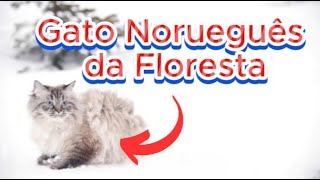 6 fatos curiosos sobre o gato Norueguês da Floresta bichosfelinos [upl. by Asserak593]