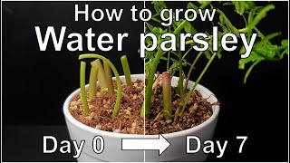 How to grow Water parsley with stem｜Growing Dropwort｜How to grow 8 Water parsley｜Eng Sub [upl. by Kleinstein]