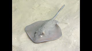 Life Lessons a Stingray Taught Me THE SAAD TRUTH1711 [upl. by Horst439]