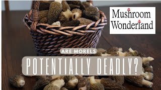 Are Morels Potentially Deadly [upl. by Secnarfyram]