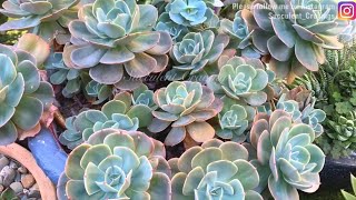 Echeveria Imbricata Propagation [upl. by Airamas]