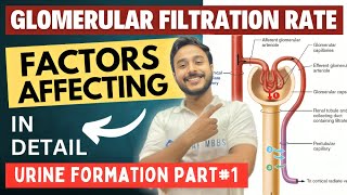 glomerular filtration rate physiology  urine formation factors affecting glomerular filtration rate [upl. by Francene714]