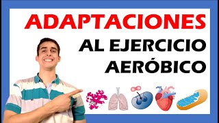 1 ADAPTACIONES CENTRALES y PERIFERICAS 🏋🏻 Que es la HIPERTROFIA del VENTRICULO IZQUIERDO [upl. by Wasson]