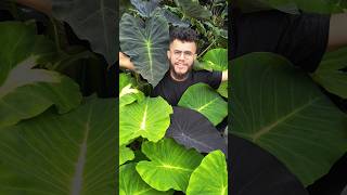 Folha hidrofóbica 🌱 empreendercomplantas saytorplants colocasia jardim esculenta sucesso diy [upl. by Corena]