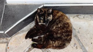 Cute tortoiseshell cat [upl. by Drida]