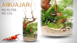 Building a Planted Aquajar no filter no CO2 Walstad style aquarium [upl. by Sorcim]