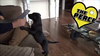 Puppy Labrador 1st Week at Home Destruction and Exploration  Cute [upl. by Frolick]