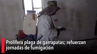 Prolifera plaga de garrapatas refuerzan jornadas de fumigación [upl. by Ahsir]