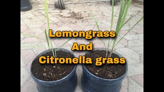 CITRONELLA GRASS AND LEMON GRASS COMPARISON [upl. by Rubie]