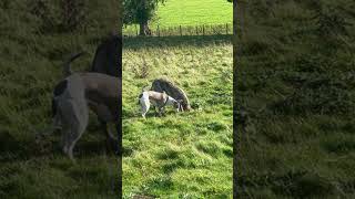 Bolting rabbit to lurchers The one that got away 🤷🏻‍♂️ lurcher dog rabbithunting ferreting [upl. by Namdor]