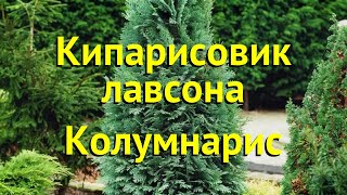 Кипарисовик лавсона Колумнарис Краткий обзор описание chamaecyparis lawsoniana Columnaris [upl. by Fachini]