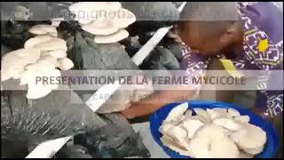 présentation dune Champignonnière de pleurotes au Cameroun [upl. by Hasen926]