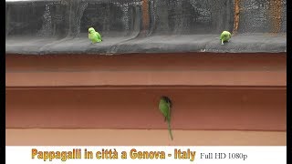 🏴󠁧󠁢󠁥󠁮󠁧󠁿 Pappagalli in città  Genova Full HD 1080p 🇮🇹 [upl. by Sirrap]