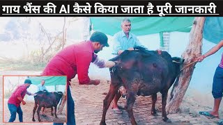 Artificial insemination for cattle  Artificial insemination Cow and buffalo  AI Animal [upl. by Ruckman]