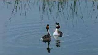 Crested grebes dancing [upl. by Etheline]