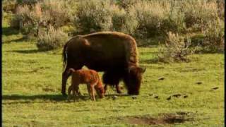 American Prairie Profiled by National Geographic [upl. by Colier]