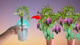 Mango propagation technique using only water  Create a mango farm completely free [upl. by Gorga]