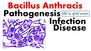 Bacillus anthracis Microbiology  Pathogenesis Culture and diseases [upl. by Baptlsta]