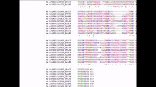 Bioinformatics Lesson 4  Using ClustalW [upl. by Ecinnej985]