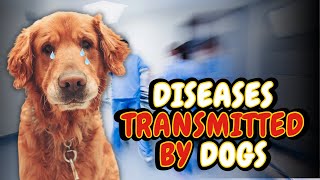 RISKS AND PREVENTIONS DISEASES TRANSMITTED FROM DOGS TO HUMANS [upl. by Jamison]