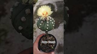 Ditusuk malah berbunga ini grafting pake Pereskiopsis aridzona kaktus astrophytum [upl. by Lavona]