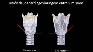 A2 TP 4 Laringe y faringe [upl. by Swann]