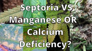 Septoria Botrytis Manganese or Calcium Pt 2 [upl. by Locklin]