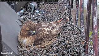 Red tailed hawk hunkers down in windy weather [upl. by Niwrad]