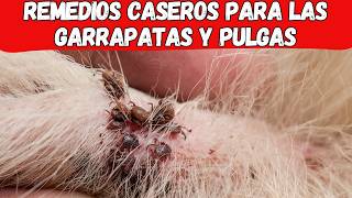 🐶 GARRAPATAS Y PULGAS 15 Remedios Caseros que FUNCIONAN RÁPIDO 👏 [upl. by Assen]