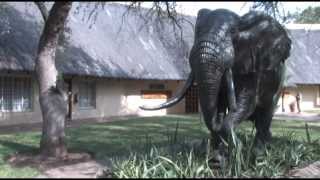 Letaba Rest Camp [upl. by Gristede]