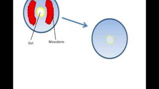 Lecture 15 Formation of a coelom [upl. by Laet]