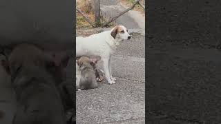 How an experienced dog mother teaches her 8 weeks old puppies to be calm [upl. by Eindys]