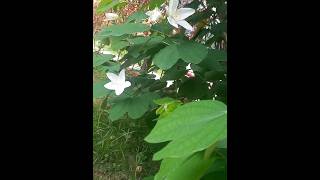 Bauhinia acuminata dwarf white bauhinia white orchidtree snowy orchidtree ☘️shorts nature [upl. by Avitzur178]