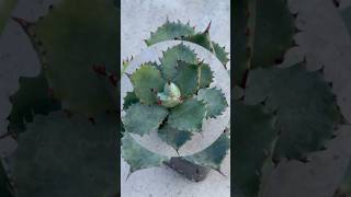 Agave Isthmensis quotKabutoganiquot  plantidentification  agave gardeningshorts [upl. by Sidoney921]