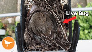 Insect Stumbles into Bird Nest and Becomes Lunch [upl. by Imar938]