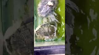 Red eared slider Feeding tips‼️💯 [upl. by Garmaise]